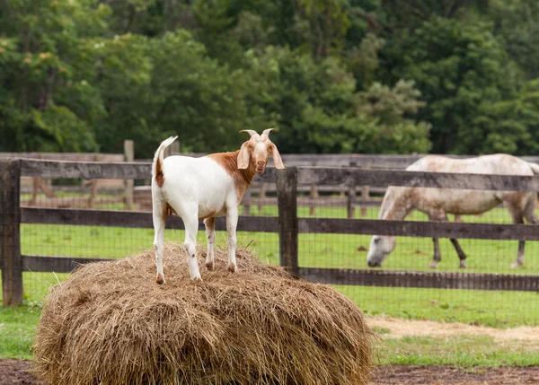 Chèvre blanche sur balle de paille dans un champ agricole — Photo