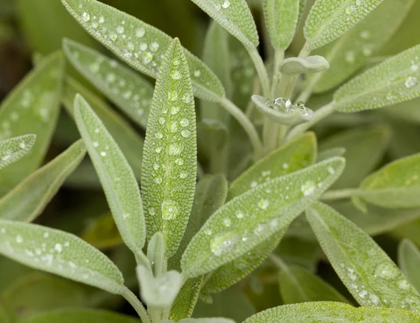 Sage leaves on herb plant in macro — Stock Photo, Image
