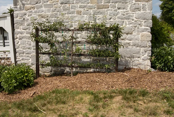 石の壁に垣根仕立て木にリンゴ — ストック写真
