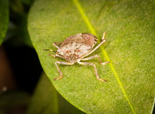 Stinkbug or shield bug on leaf of plant — Stock Photo, Image
