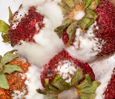 Moldy strawberries in macro close up clipart