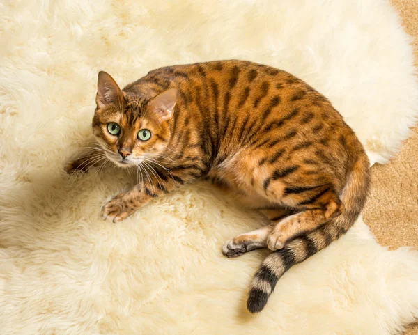 Yün halı üzerinde turuncu kahverengi bengal kedisi — Stok fotoğraf