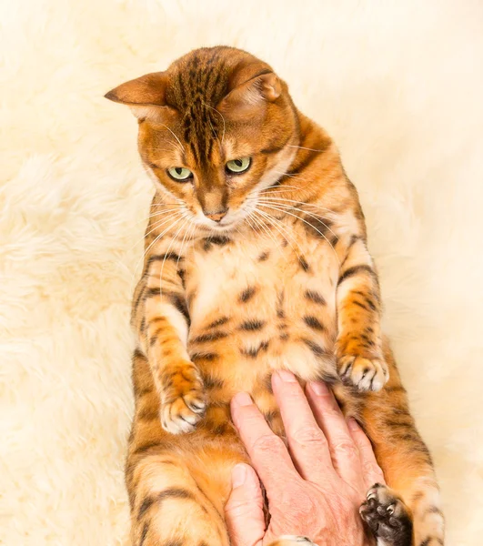 Laranja marrom bengala gato no tapete de lã — Fotografia de Stock