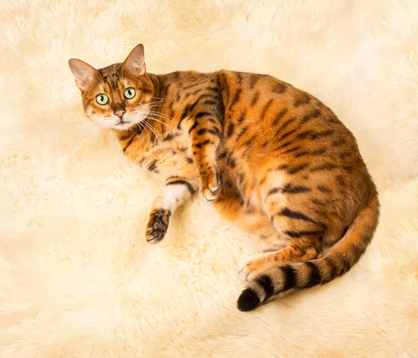 모직 양탄자에 오렌지 갈색 벵갈 고양이 — 스톡 사진