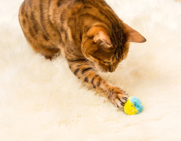 Помаранчевий коричневий бенгальський кіт на вовняному килимку — стокове фото