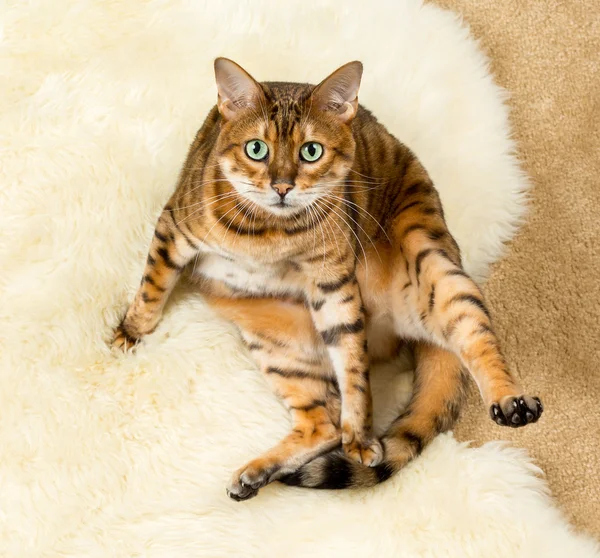 Yün halı üzerinde turuncu kahverengi bengal kedisi — Stok fotoğraf