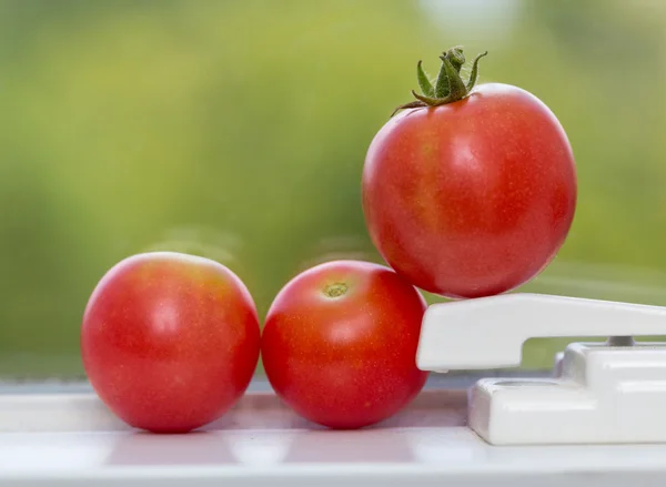 Row of tomatoes on window sill — Stock Photo, Image