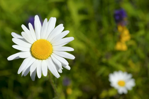 stock image Chamomile on green field