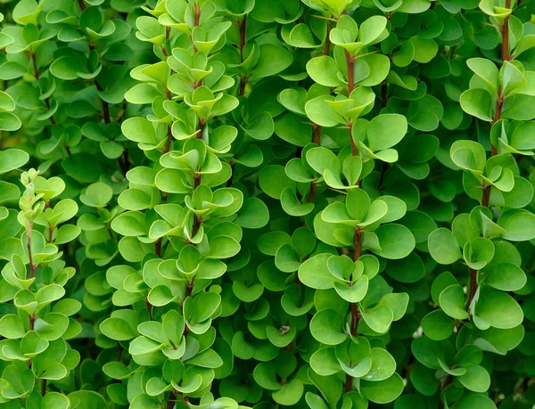 stock image Background of green branches and leaves of barberry