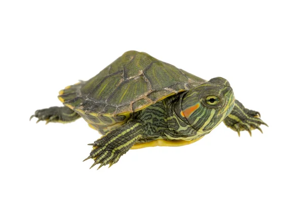 stock image Small water turtle