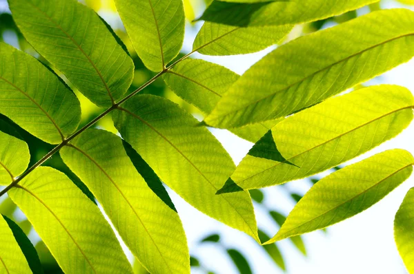 stock image Close up of a green fresh leaves