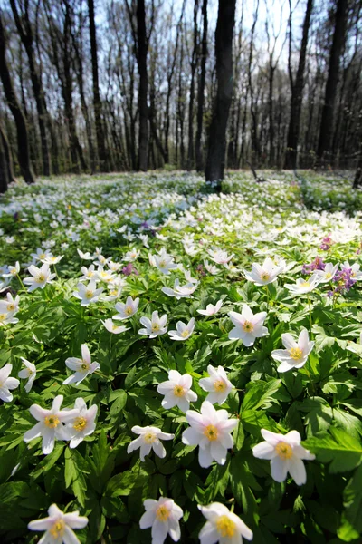 Stock image Flower