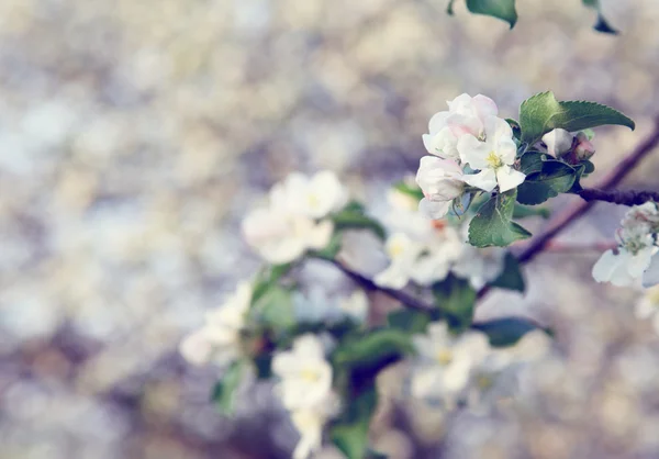 stock image Apple-tree