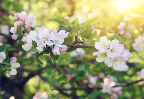 stock image Apple-tree