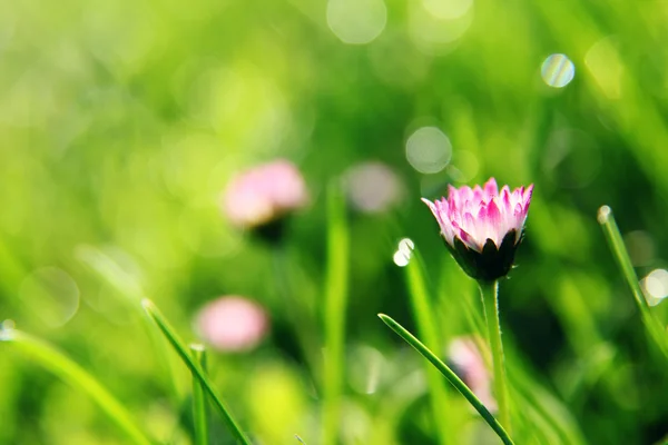 stock image Flower