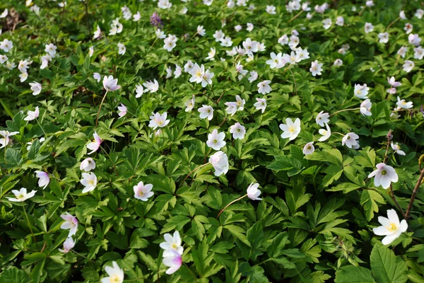 stock image Flower