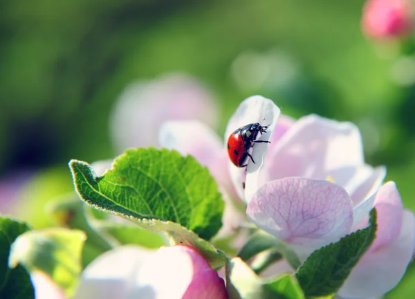 Ladybird — Stok Foto
