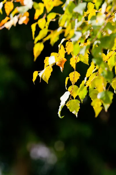 stock image Leaves