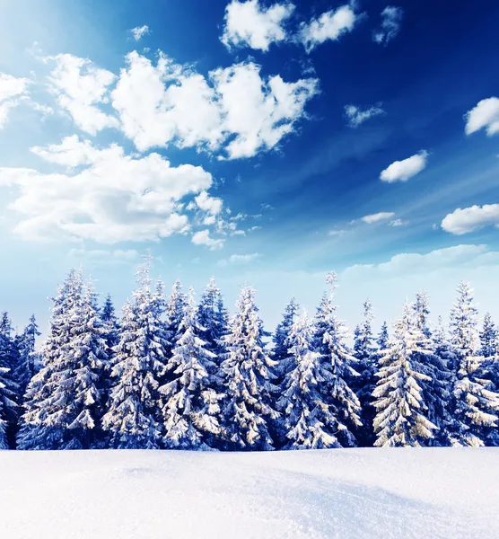 Kış — Stok fotoğraf