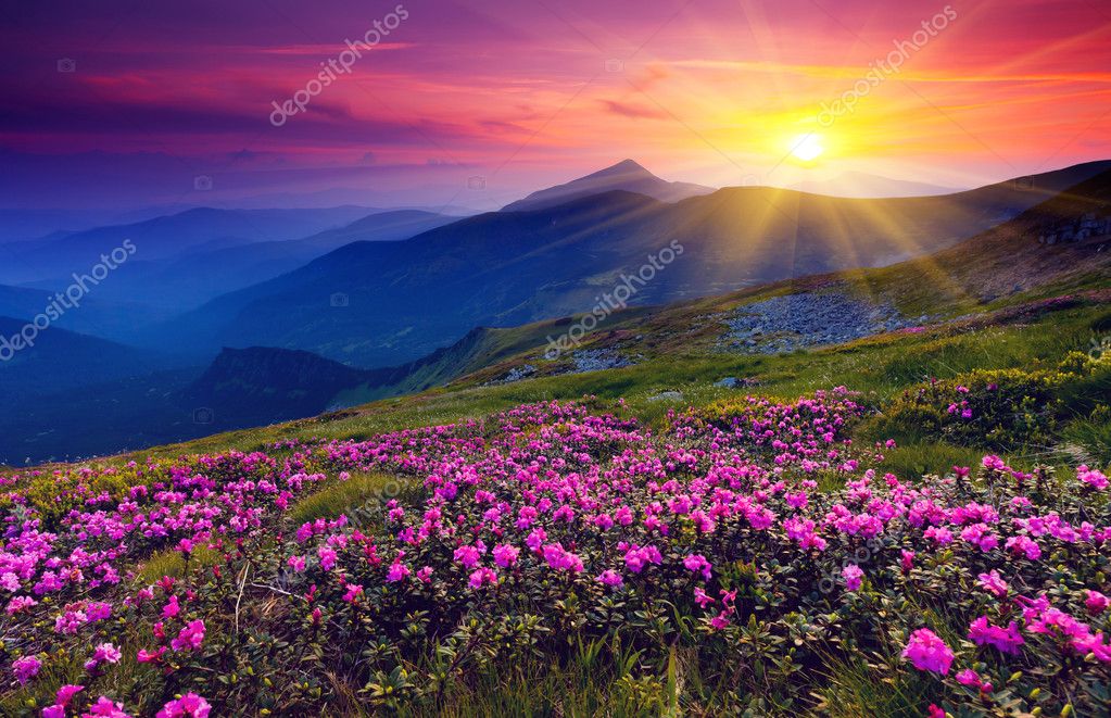 Flores paisajes hermoso fotos de stock, imágenes de Flores paisajes hermoso  sin royalties | Depositphotos