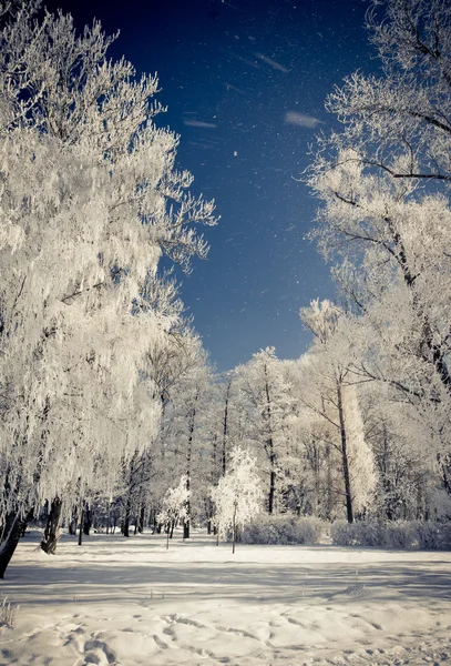 Vinter — Stockfoto