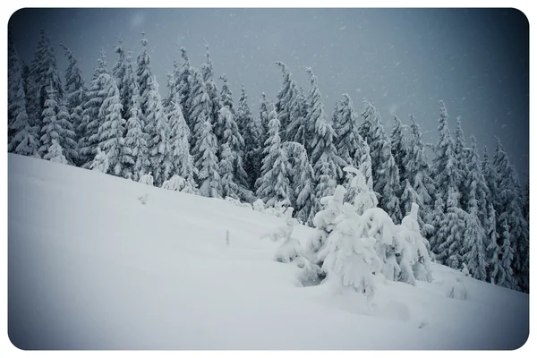 Vinter - Stock-foto