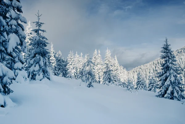 Zima — Zdjęcie stockowe