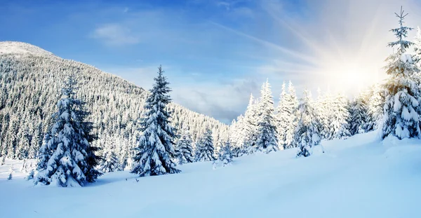 Winter — Stockfoto