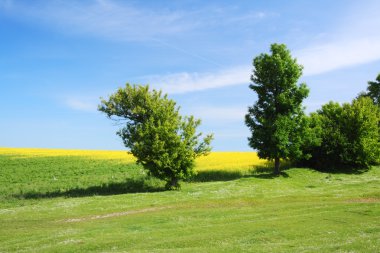 çayır