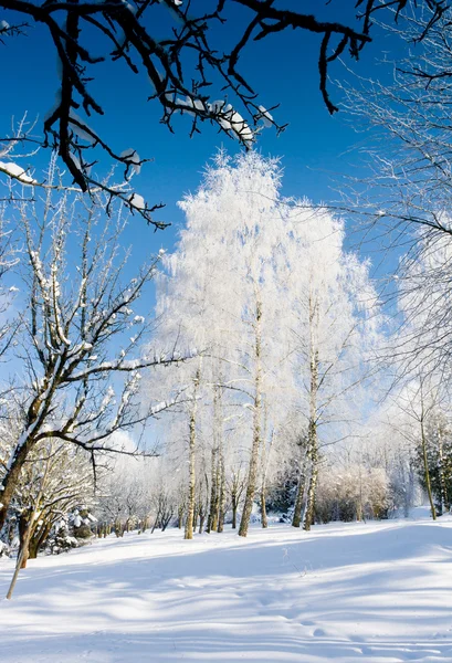 Зимовий пейзаж — стокове фото