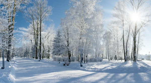 겨울 — 스톡 사진