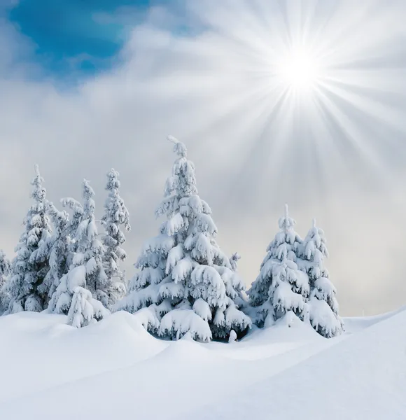 Alberi invernali — Foto Stock