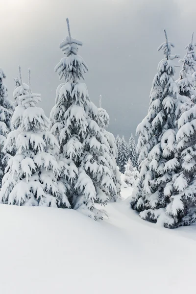 stock image Winter landscape