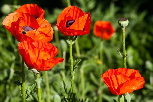 Poppies in the field. — Stock Photo, Image