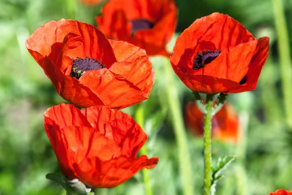 In poppies field. — Stock Photo, Image