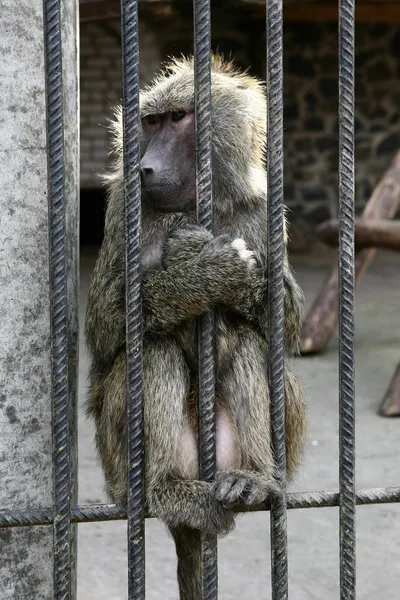 stock image Baboon - Simia hamadryas.