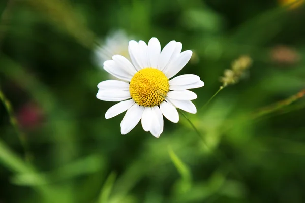 stock image Chamomile flower.