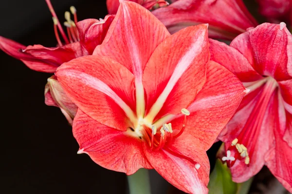 St. Josephs lily — Stock Photo, Image