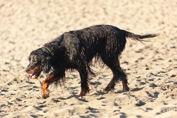在海滩上的狗 — 图库照片