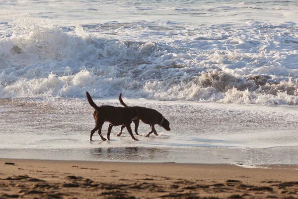 Stock image Dog on a beach