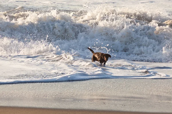 Pies na plaży — Zdjęcie stockowe