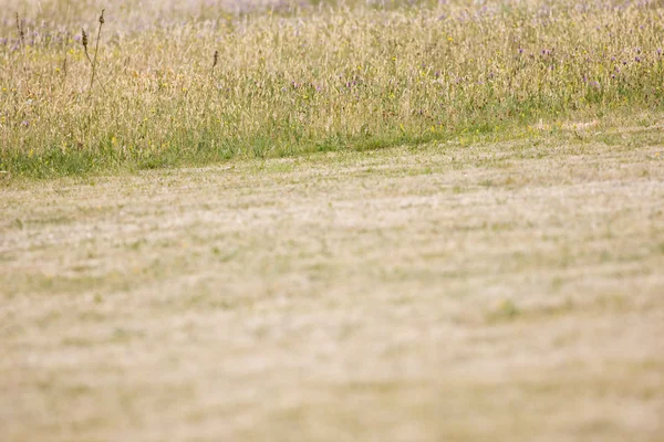 Stock image Natural field