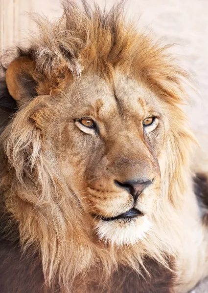 stock image Head portrait of lion animal