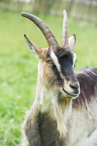 Маленька коза з рогом на зеленому пасовищі — стокове фото