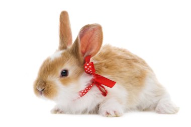 One young baby rabbit isolated clipart