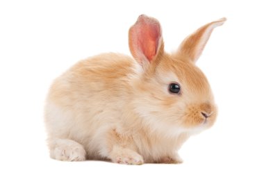 One young baby rabbit isolated clipart