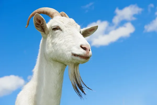 Chèvre avec corne au pâturage vert — Photo