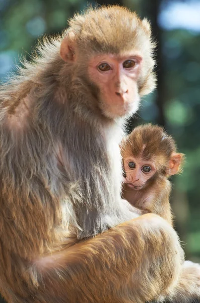 stock image Macaque monkey mother with suckling baby