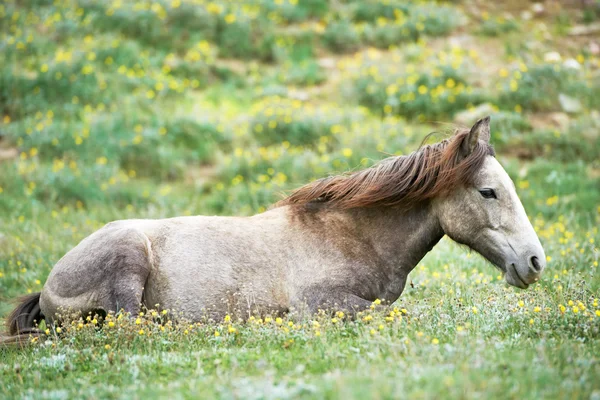 Młody szary koni na pastwiskach trawa zielony — Zdjęcie stockowe