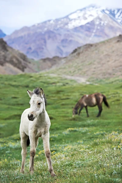 Білий молодий кінь на зеленій траві — стокове фото